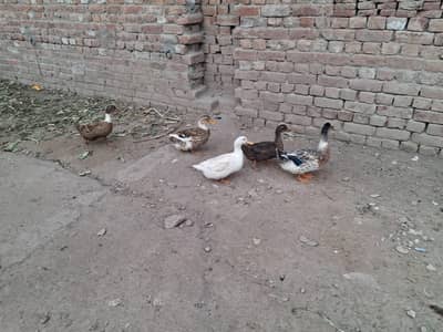ducks