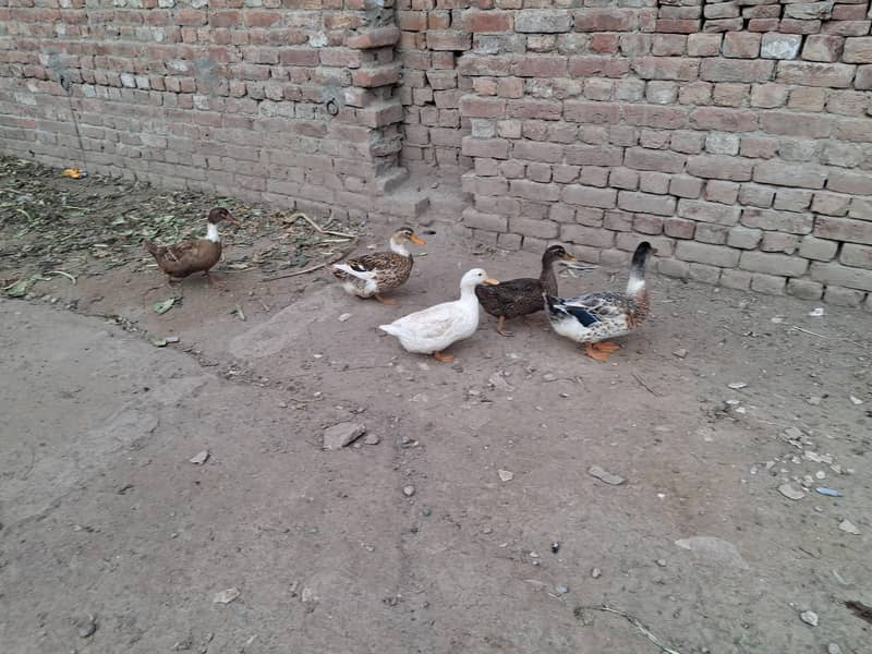 ducks 0