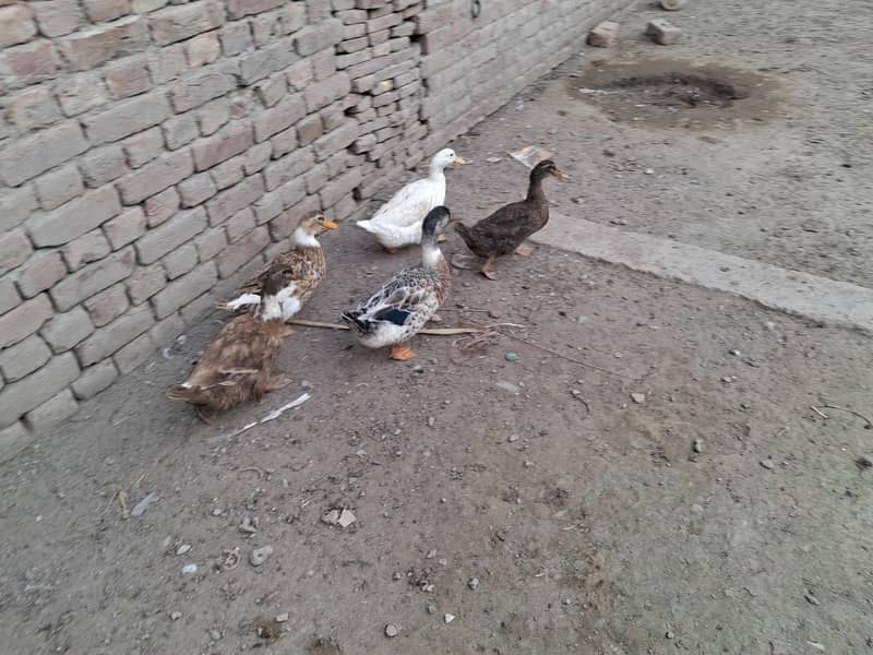 ducks 1