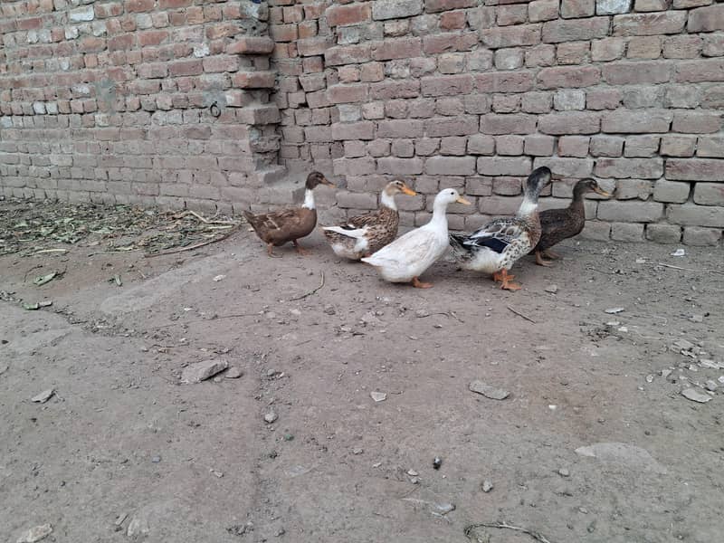 ducks 2