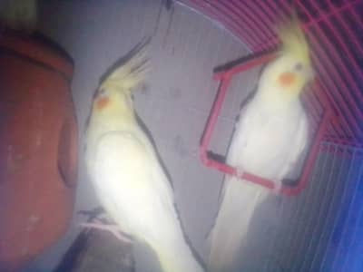 red eyes cocktail parrot
