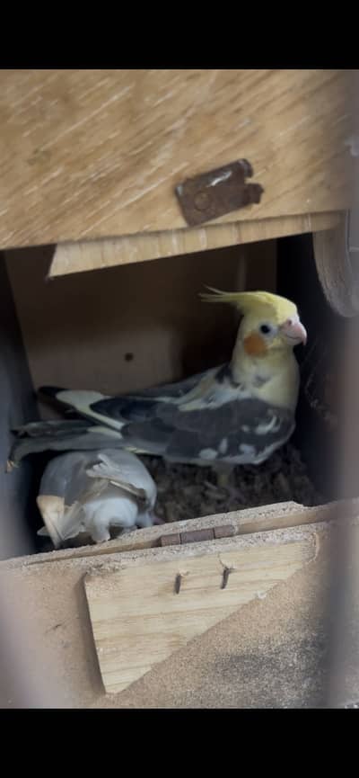 cockatiel eno to common pied breeder pair
