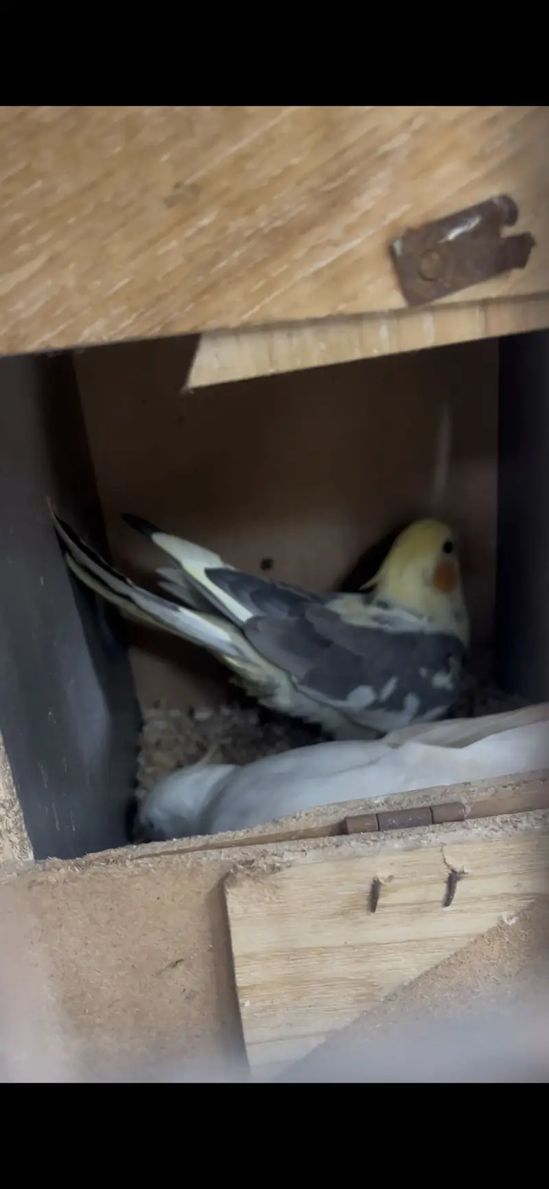 cockatiel eno to common pied breeder pair — photo 2