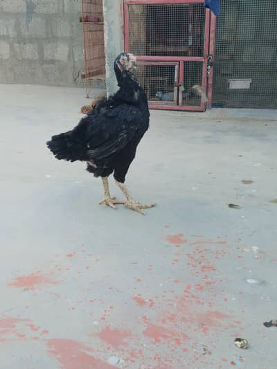 pure qandhari parrots break femal egg's da Rahi ha