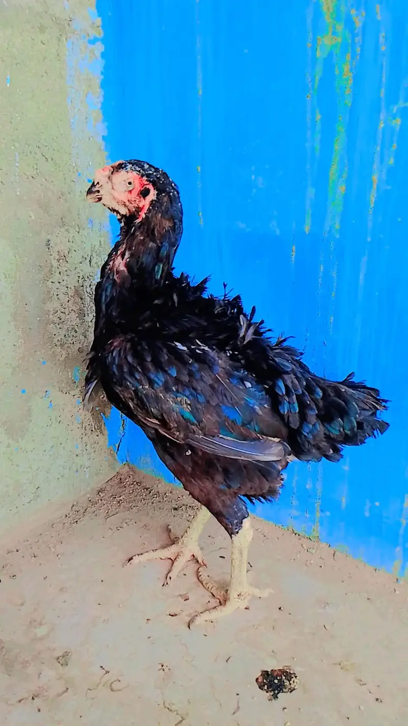 pure qandhari parrots break femal egg's da Rahi ha — photo 3