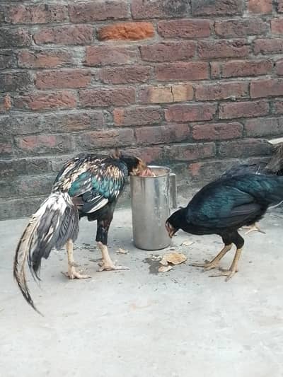 jawa aseel high quality male اینڈ female