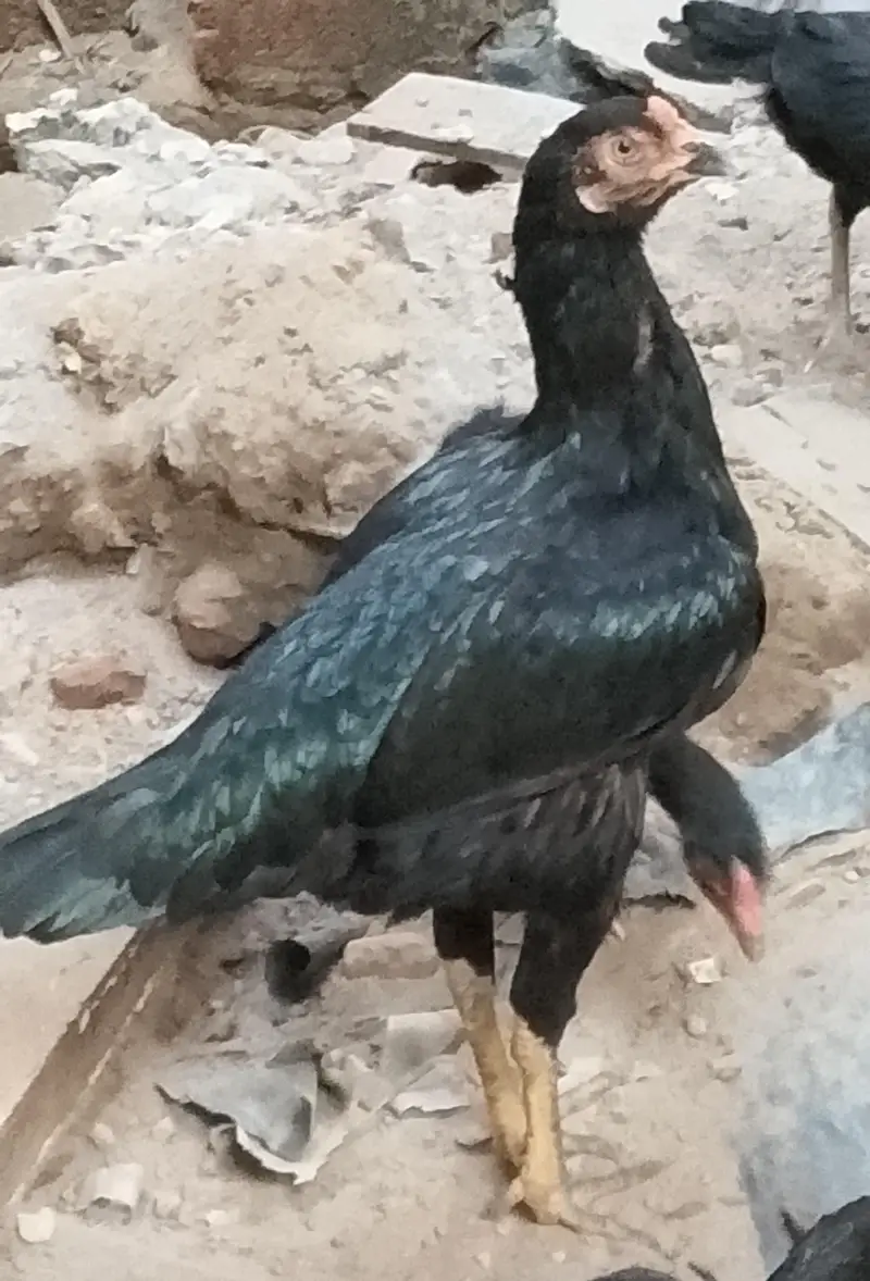 jawa aseel high quality male اینڈ female — photo 2