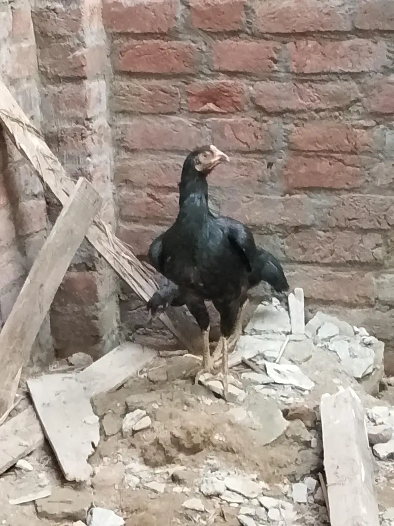jawa aseel high quality male اینڈ female — photo 3