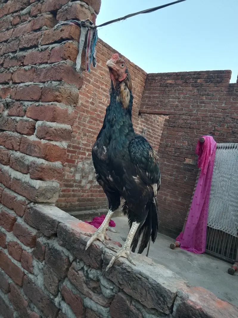 jawa aseel high quality male اینڈ female — photo 4