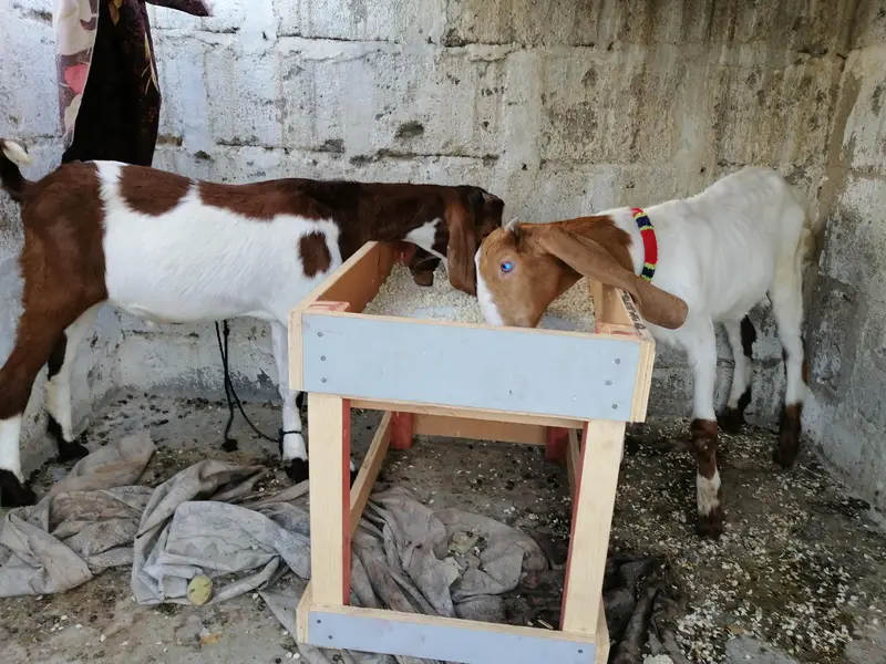 dono kassi huwa wa hai — photo 3