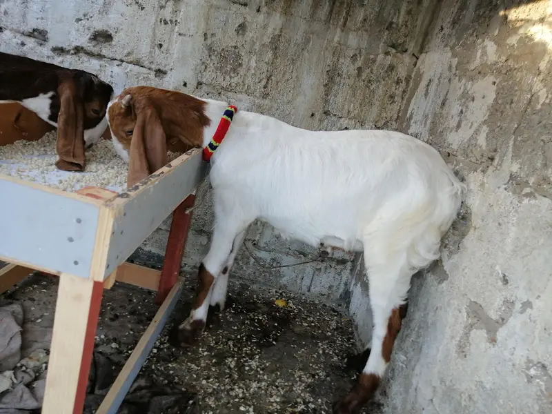 dono kassi huwa wa hai — photo 4