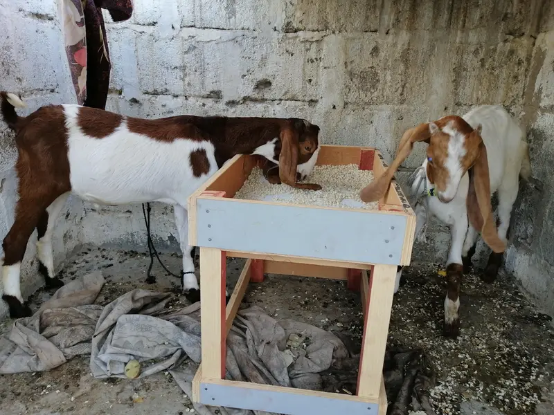 dono kassi huwa wa hai — photo 5