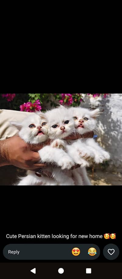 Beautiful Percian cat 