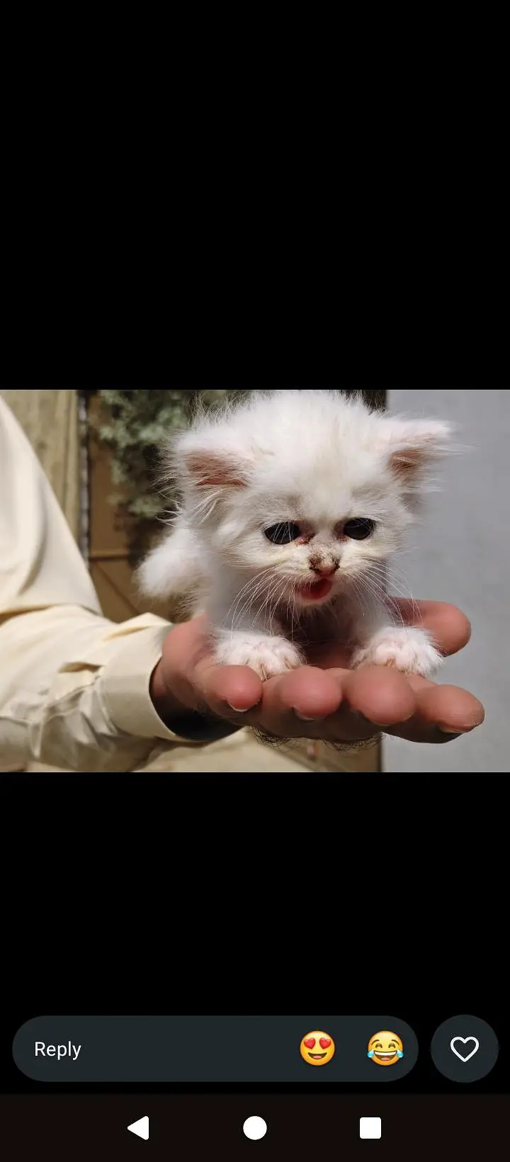 Beautiful Percian cat  — photo 2