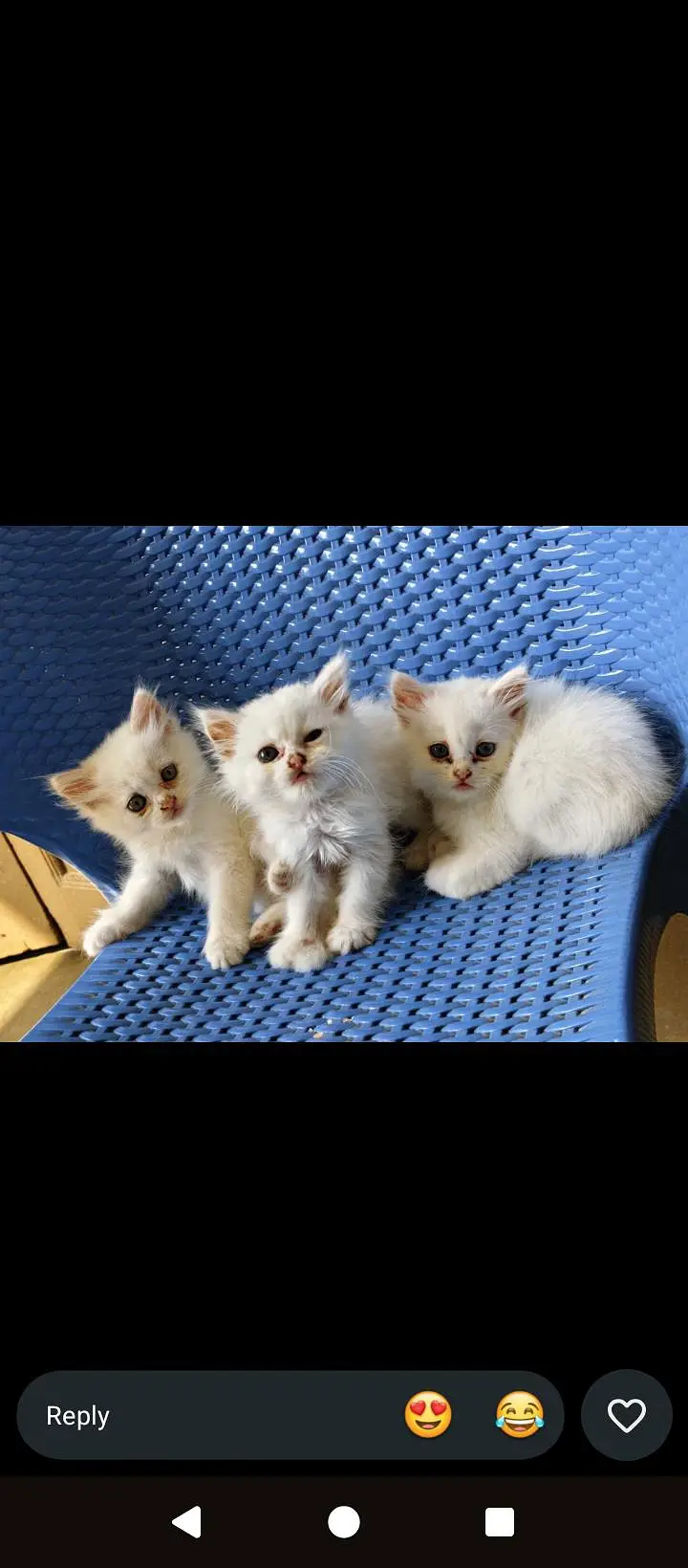 Beautiful Percian cat  — photo 3