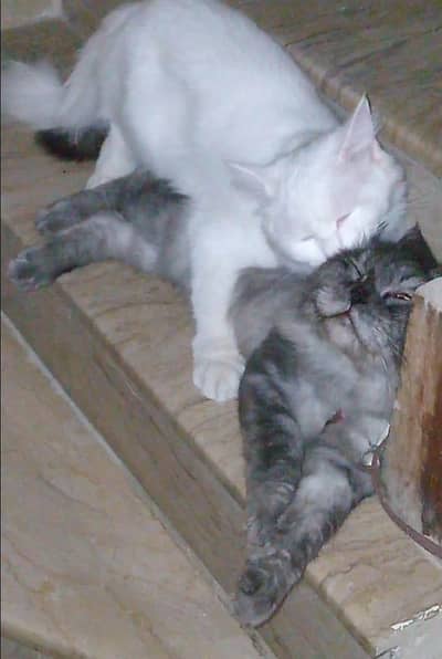 Persian triple coated adult pair