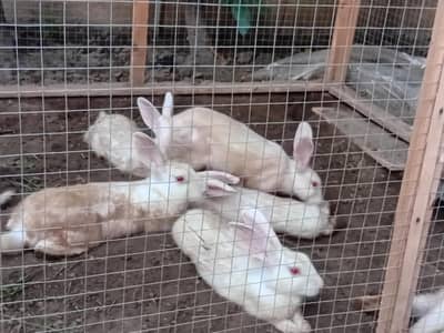 rabbits
