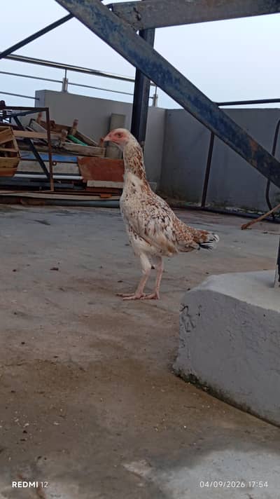 Pure-breed roosters and hens are available.