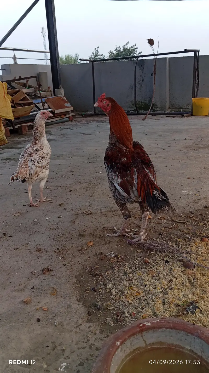 Pure-breed roosters and hens are available. — photo 7