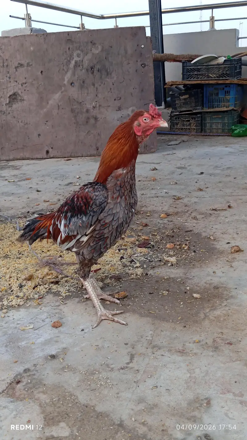 Pure-breed roosters and hens are available. — photo 9
