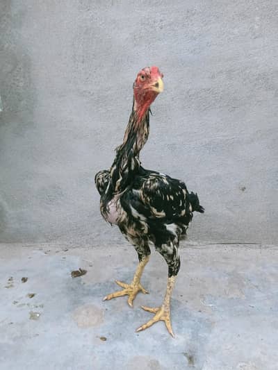 German Shamu female breeder