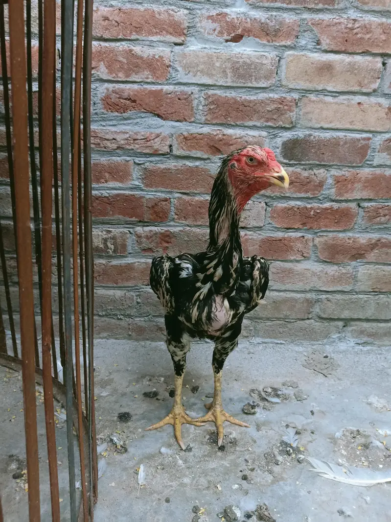 German Shamu female breeder — photo 2