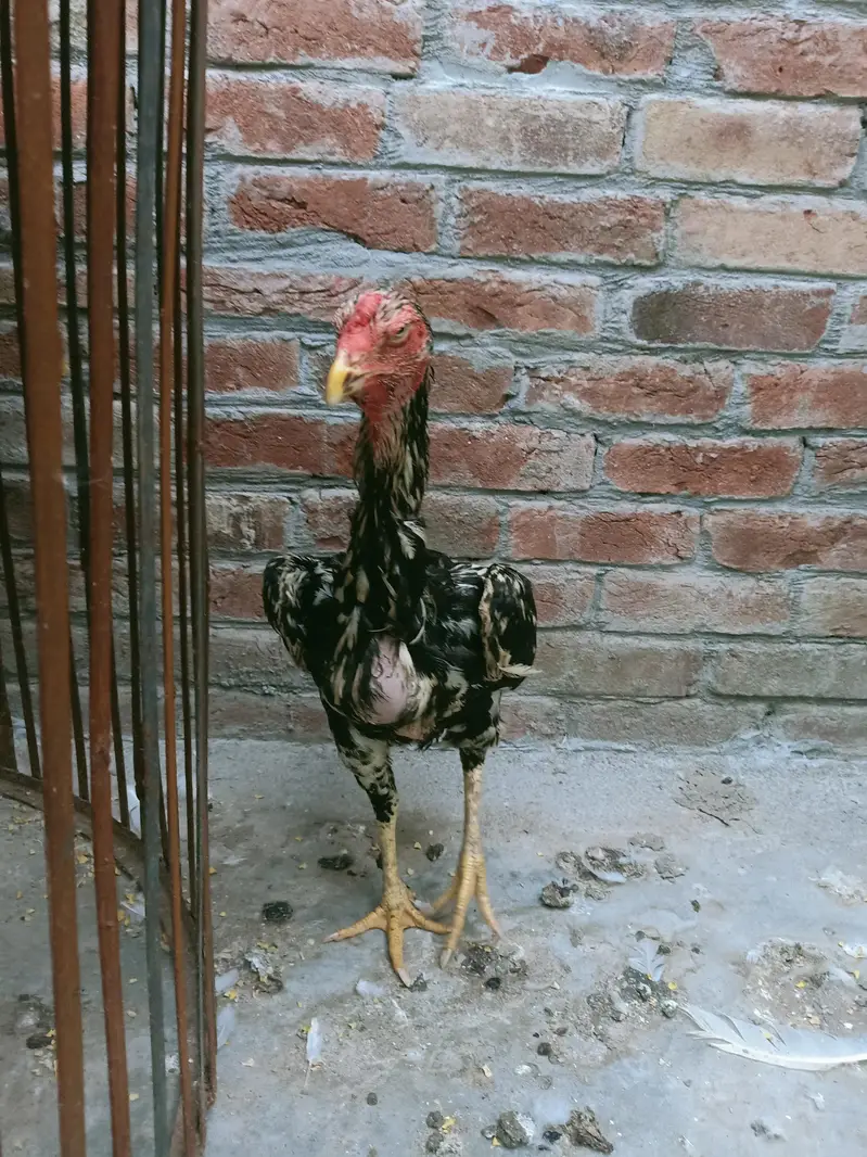 German Shamu female breeder — photo 3