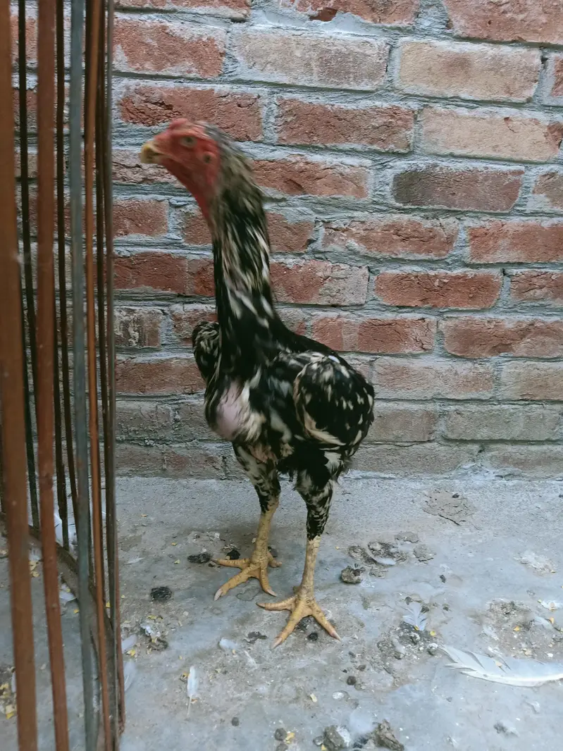 German Shamu female breeder — photo 4