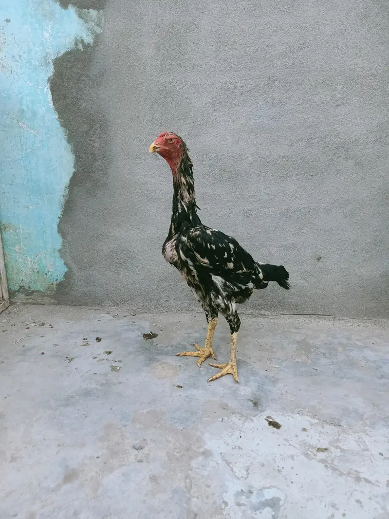 German Shamu female breeder — photo 5