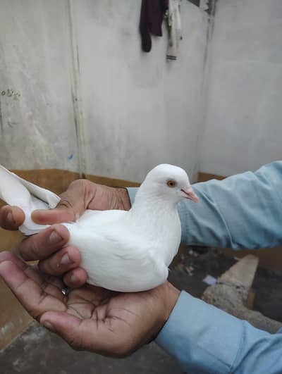 Uran wala Kabotar h Dang ka laga h