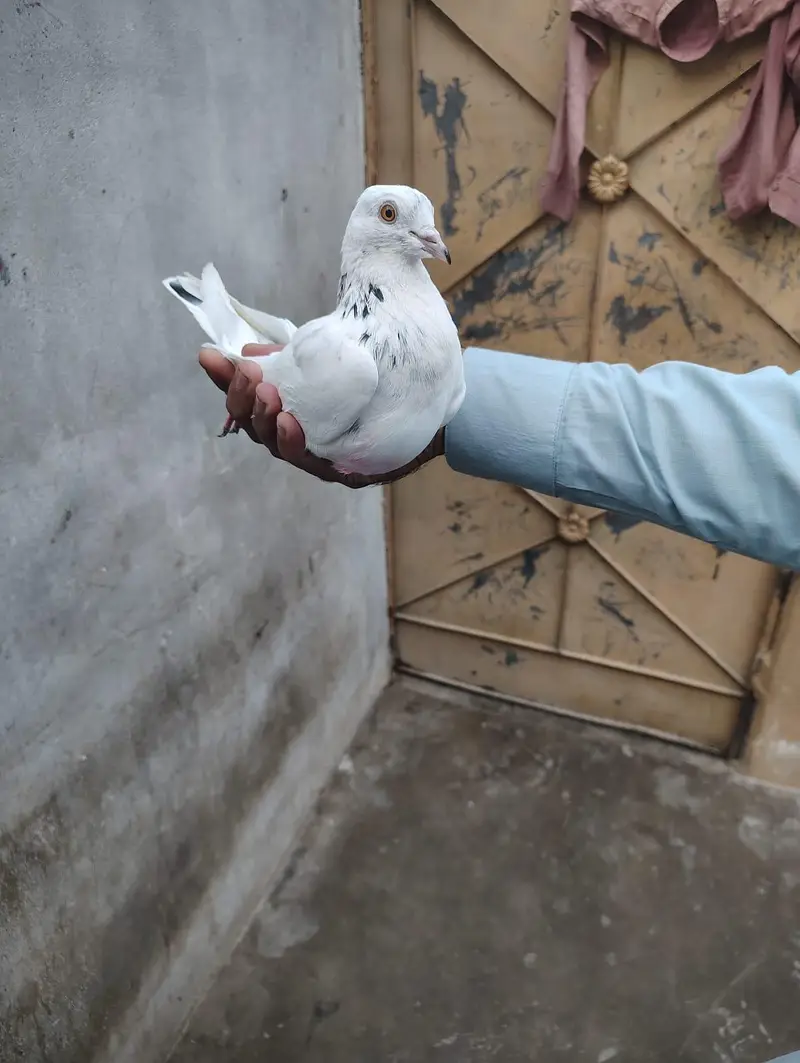 Uran wala Kabotar h Dang ka laga h — photo 3