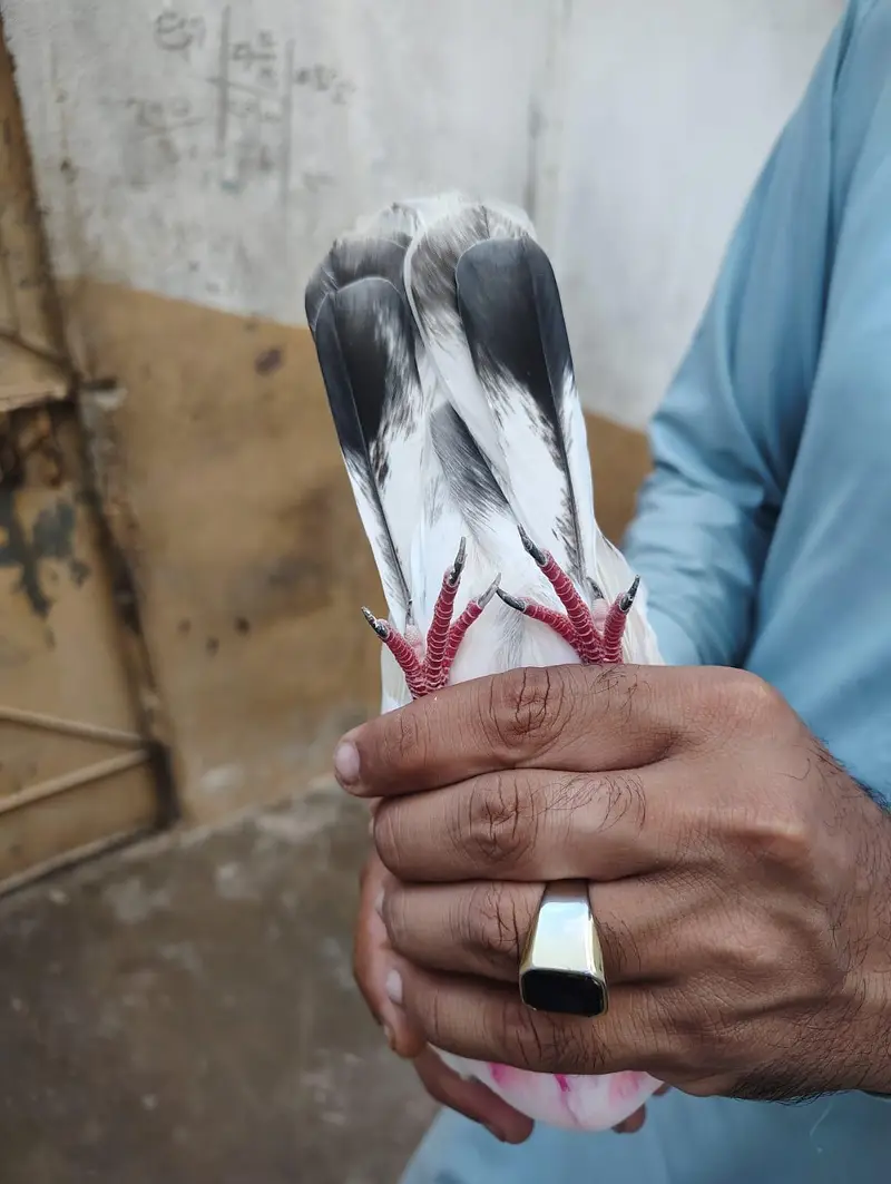 Uran wala Kabotar h Dang ka laga h — photo 5