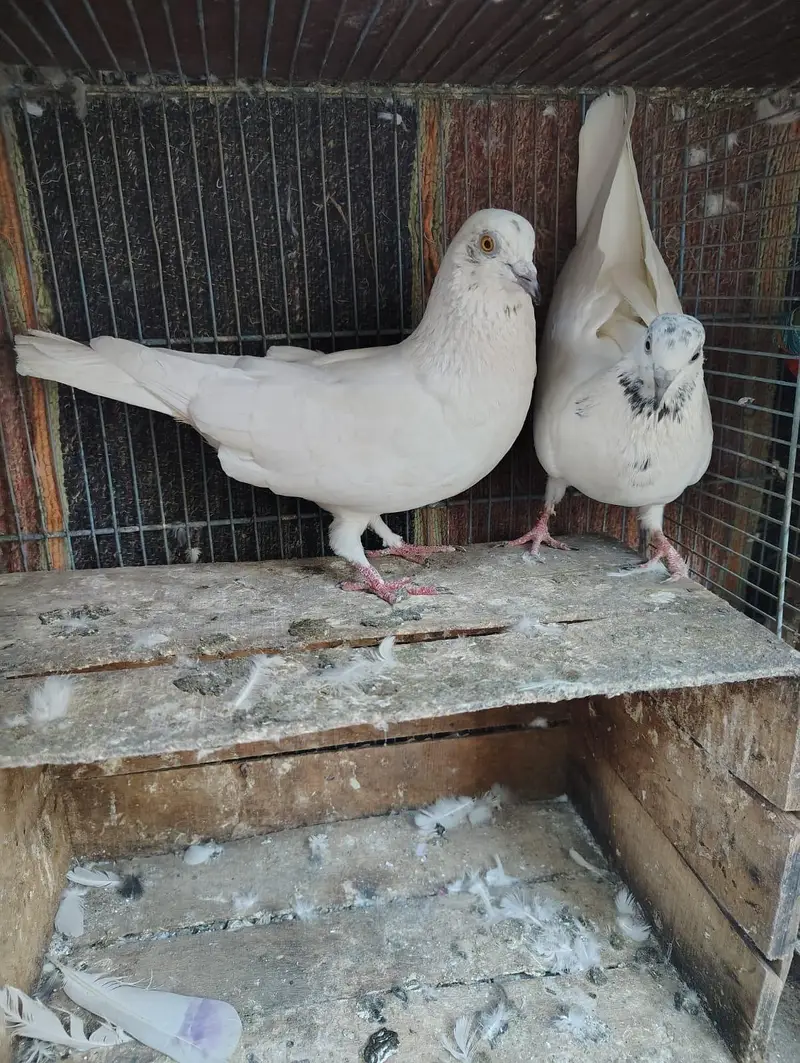 Uran wala Kabotar h Dang ka laga h — photo 10