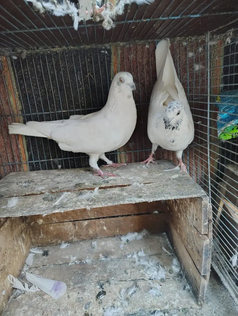 Uran wala Kabotar h Dang ka laga h — photo 11