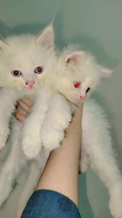kittens for sale  male /& female