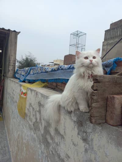 Persian white Female Cat available for sale