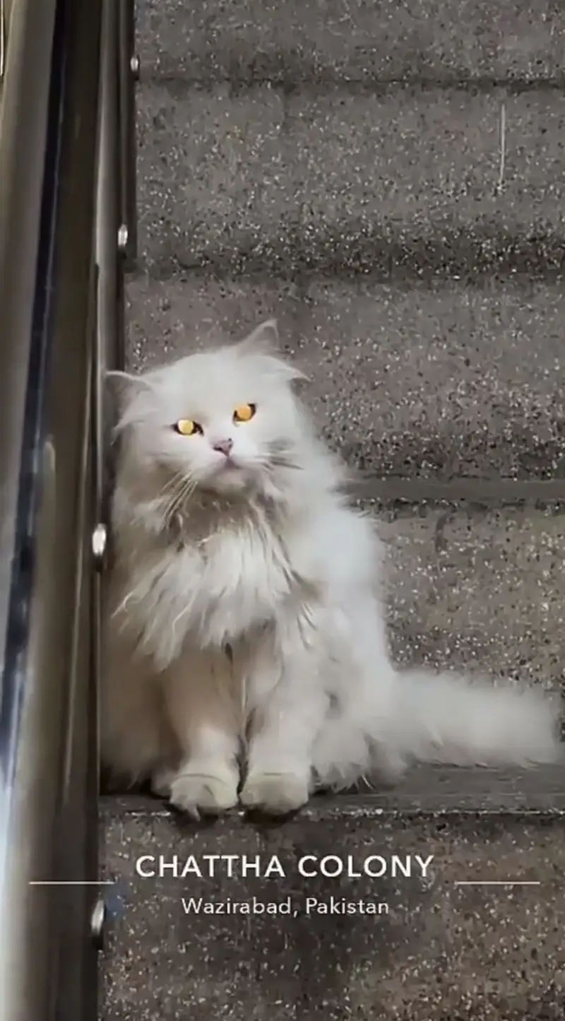 Persian white Female Cat available for sale — photo 3
