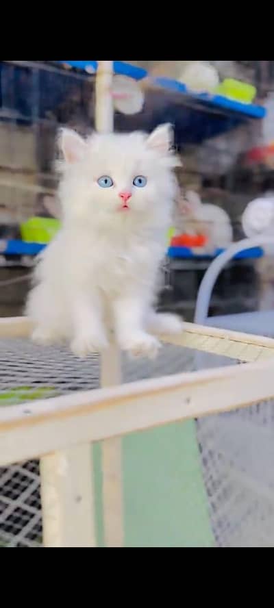 Persian cat for sale 2 month age available