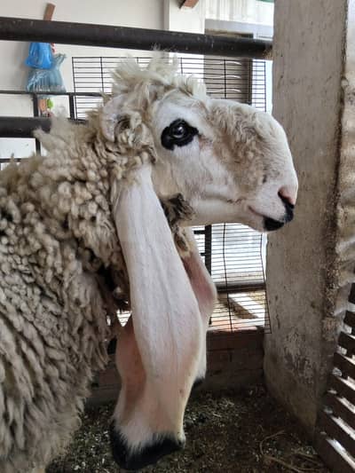 Chathra For Sale