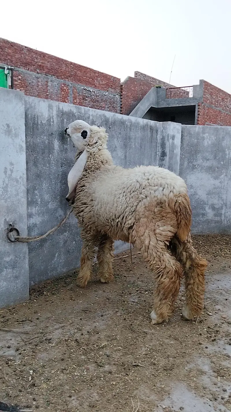 Chathra For Sale — photo 2
