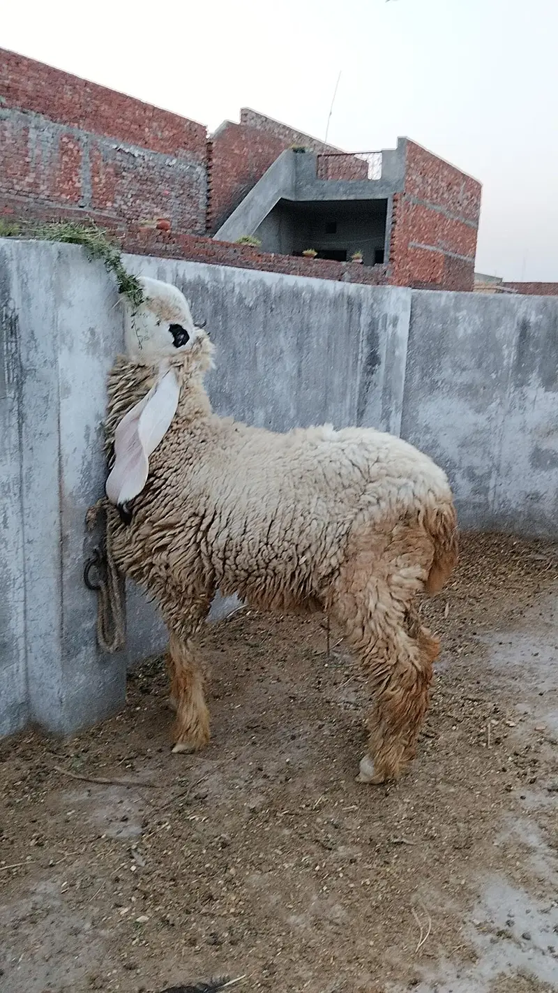 Chathra For Sale — photo 4