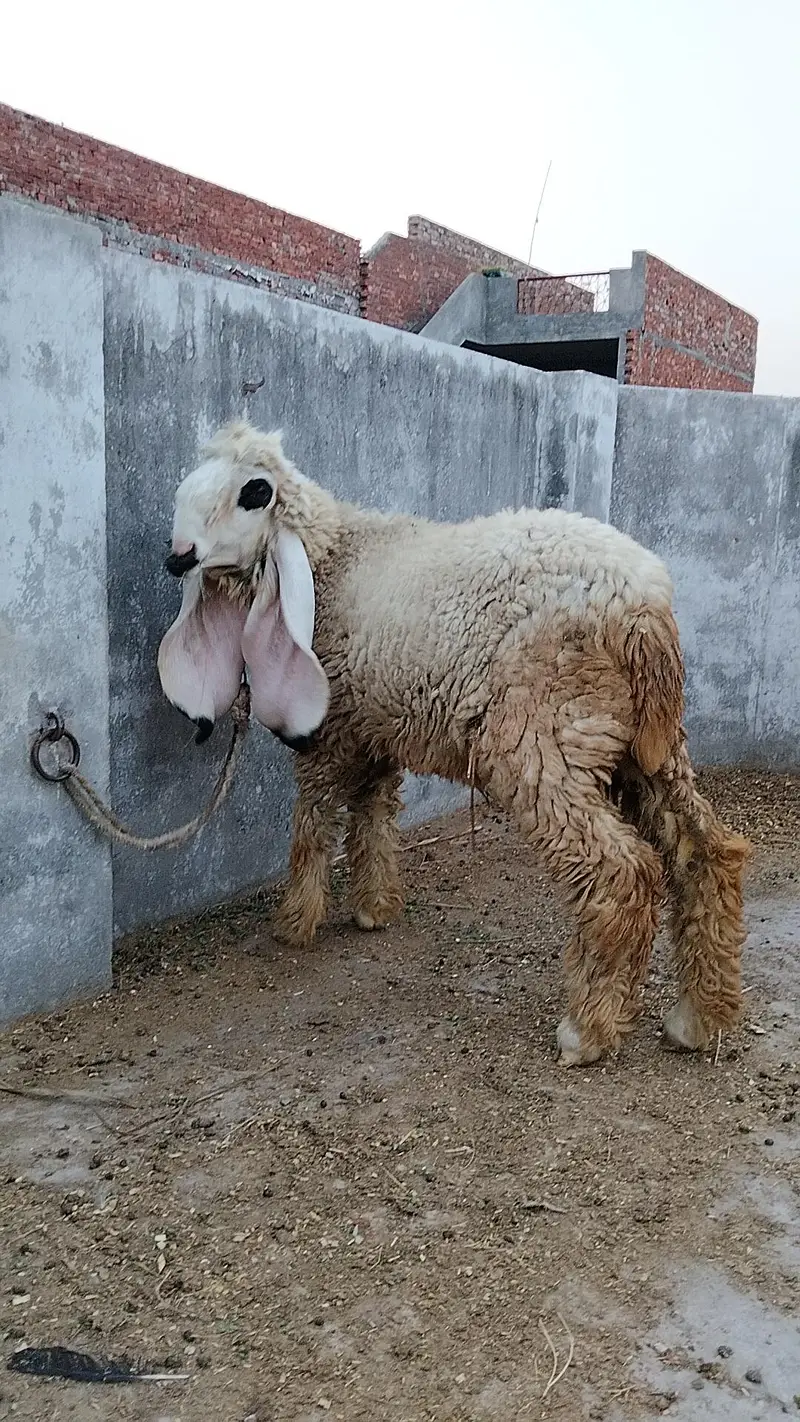 Chathra For Sale — photo 5