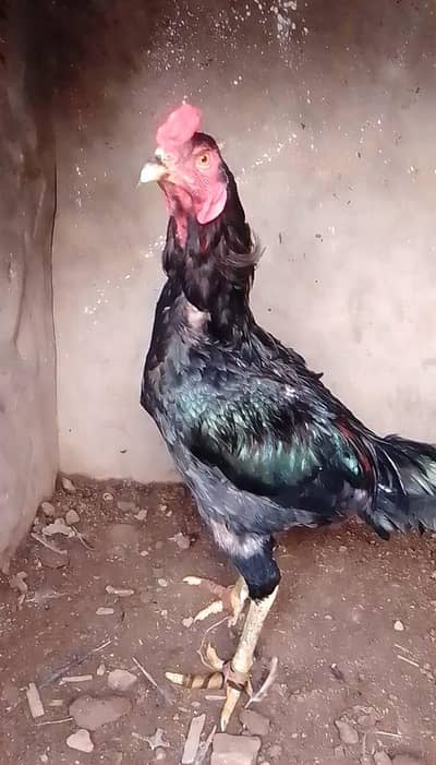 pkoya male