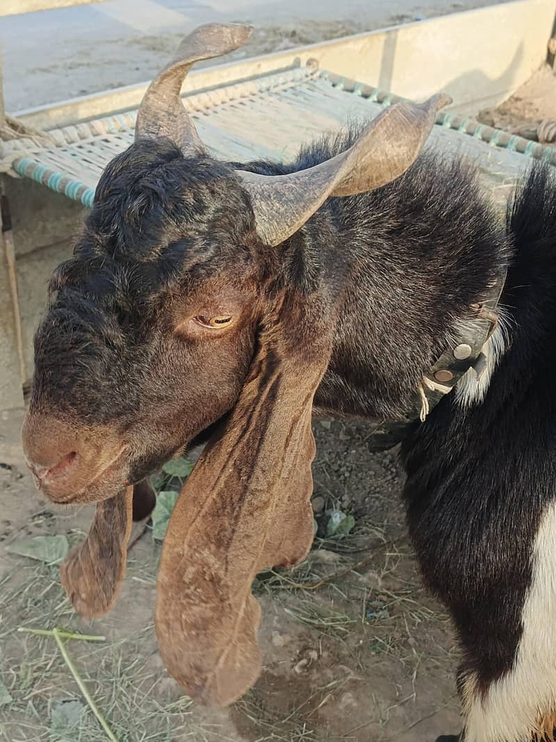 Full Breder Bakra 0
