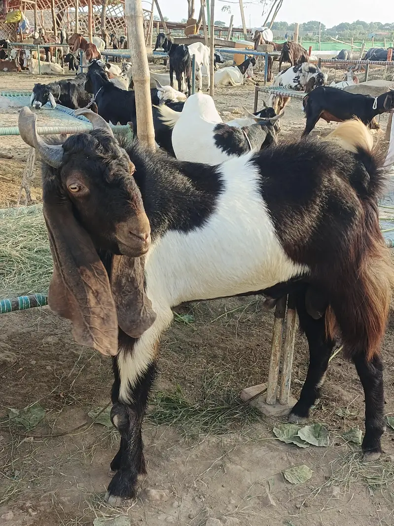 Full Breder Bakra — photo 2