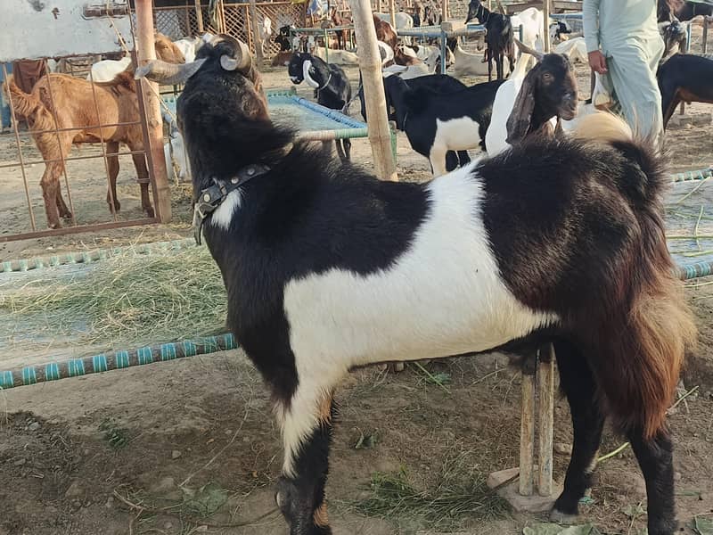 Full Breder Bakra 2