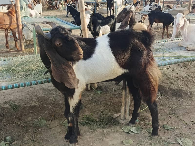 Full Breder Bakra 3