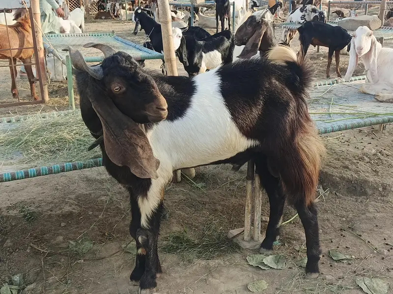 Full Breder Bakra — photo 4