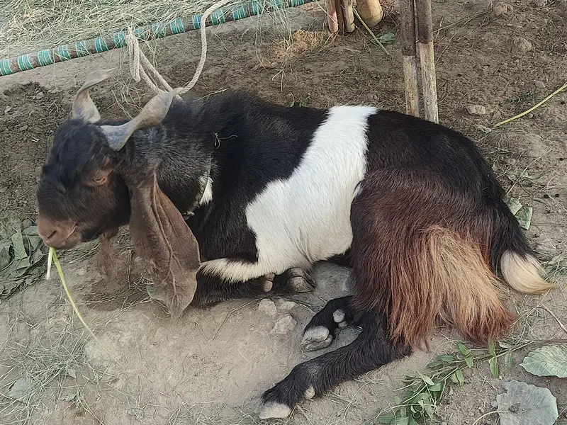 Full Breder Bakra — photo 5