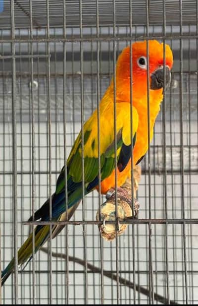 Sun conure Garented  breeder Male 10000%%